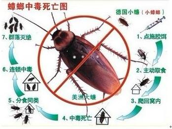 蟑螂防治知识介绍 灭蟑标准